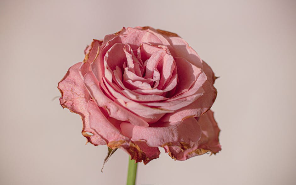 A close-up image of a wilted pink rose with slightly discolored, curling petals that show signs of aging and dryness. The flower is positioned upright, with the stem visible at the bottom. The petals