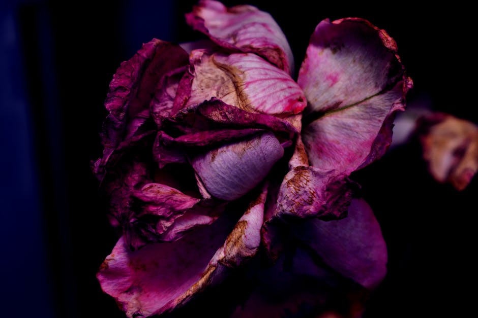 A close-up of a withered pink rose with drooping, browned petals and faded coloration, resting on a dark surface. The petals appear crinkled and aged, indicating loss of freshness. The composition hig