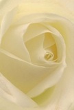 This immersive image draws you into the very centre of a soft cream-white rose-its petals unfolding with the gentle elegance one sees in the spring gardens of Pinner Village. Each petal spirals inward, whisper-light and delicately textured, as if brushed by dawn's first light. The serene composition is illuminated by gentle, diffused light, highlighting faint shadows that draw the eye deeper into the heart of the bloom. The mood is peaceful and quiet-reminiscent of a thoughtful morning walk through Pinner Memorial Park-making this rose an ideal choice for moments of reverence, admiration, or marking meaningful new beginnings. A subtle fragrance, sweet and understated, lingers in the imagined air, conveying comfort and authenticity. This close perspective showcases not just the flower's visual grace but also the skillful touch of Pinner's dedicated florists, ensuring every arrangement delivered for a special occasion carries both beauty and heartfelt emotion to its recipient.